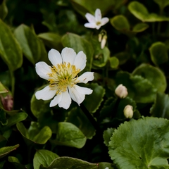 Caltha biflora