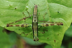 Eumastacini