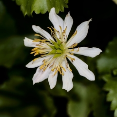 Caltha biflora