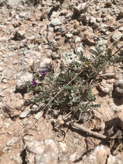 Astragalus missouriensis