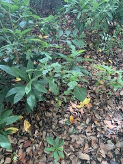 Stachytarpheta urticifolia