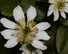 Caltha biflora