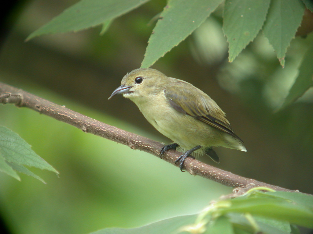 Plain Flowerpecker