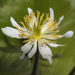 Caltha biflora