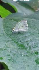 Leptophobia aripa