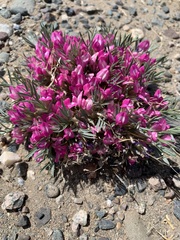 Oxytropis aciphylla
