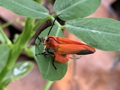 Phauda flammans