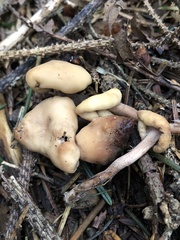 Cudonia confusa