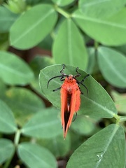 Phauda flammans