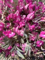 Oxytropis aciphylla