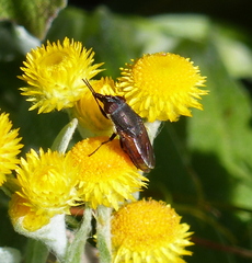 Stomorhina xanthogaster