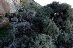 Berkheya cardopatifolia
