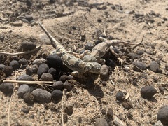 Phrynocephalus versicolor kulagini