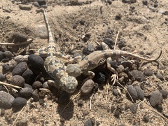 Phrynocephalus versicolor