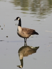 Branta canadensis