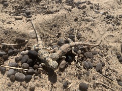 Phrynocephalus versicolor