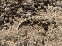 Phrynocephalus versicolor kulagini