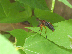 Diogmites platypterus