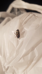 Deois flexuosa