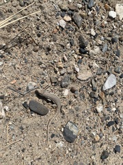 Eremias multiocellata