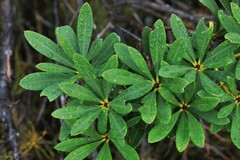 Banksia paludosa