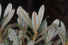 Banksia paludosa