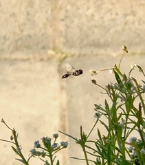 Allobaccha siphanticida