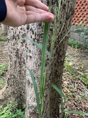 Megathyrsus maximus