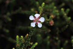 Leptospermum epacridoideum
