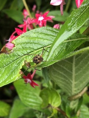 Eucynortula albipunctata