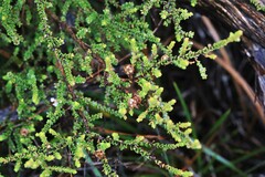 Leptospermum epacridoideum