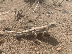 Phrynocephalus versicolor kulagini