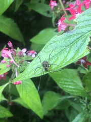 Eucynortula albipunctata