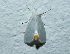 Rupela albina