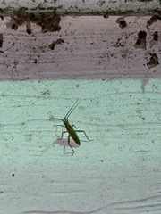 Stenodema trispinosum