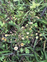 Perityle microglossa