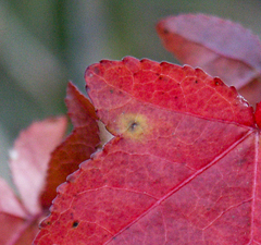 Cercospora liquidambaris