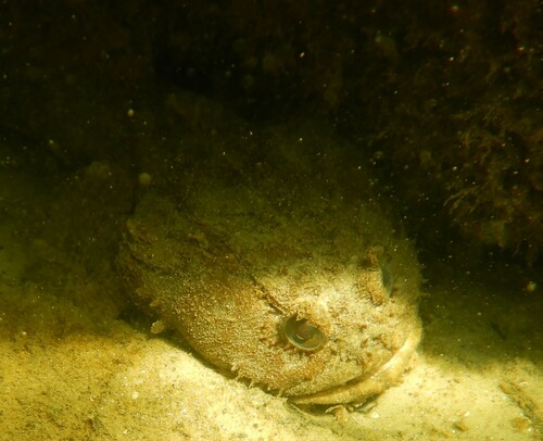 Gulf Toadfish
