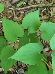 Dioscorea quaternata
