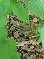 Dioscorea quaternata