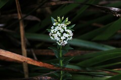 Platysace stephensonii