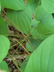 Dioscorea quaternata