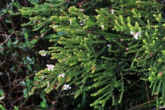 Leptospermum epacridoideum