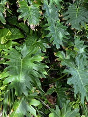 Philodendron lacerum