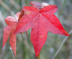 Cercospora liquidambaris