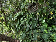 Philodendron lacerum