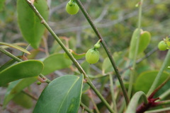Dendrophyllanthus serpentinus