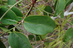 Dendrophyllanthus serpentinus