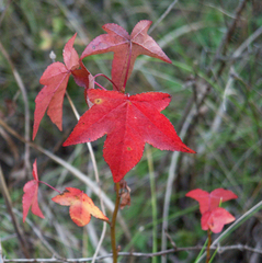 Cercospora liquidambaris