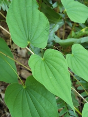 Dioscorea quaternata